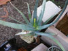 Aloe flexilifolia