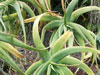 Aloe flexilifolia