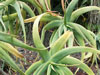 Aloe flexilifolia