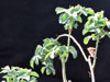 Adenia fruticosa