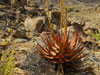 Aloe gariepensis