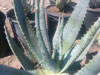 Aloe gerstneri