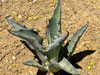 Agave gigantensis