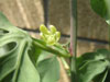 Adenia glauca