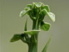 Adenia globosa