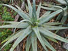 Aloe globuligemma