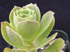 Aeonium gomerense