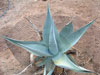 Agave guiengola