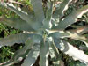 Agave gypsophila