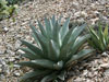 Agave havardiana