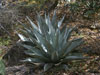 Agave havardiana