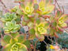 Aeonium haworthii