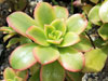 Aeonium haworthii