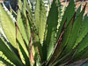 Agave horrida