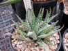 Aloe humilis