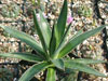 Agave impressa