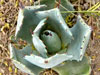 Agave isthmensis