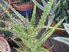Aloe kedongensis