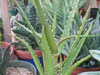 Aloe kedongensis