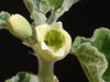 Adenia keramanthus