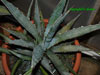 Agave kerchovei