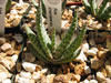 Aloe khamiesensis