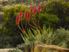 Aloe khamiesensis