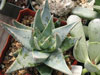 Aloe krapohliana