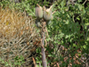 Aloe krapohliana