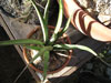 Agave lechuguilla