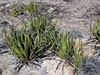 Agave lechuguilla