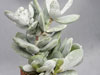 Adromischus leucophyllus