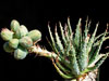 Aloe longistyla
