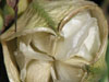 Aloe longistyla
