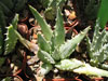 Aloe longistyla