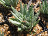 Aloe longistyla