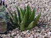 Agave lophantha