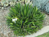 Agave lophantha