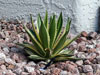 Agave lophantha