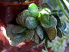 Adromischus maculatus