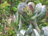 Adromischus maculatus