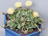 Aloinopsis malherbei