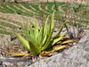 Aloe manandonae