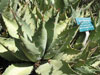 Agave margaritae