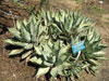 Agave margaritae