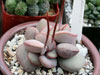 Adromischus marianiae