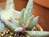 Adromischus marianiae