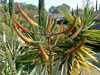 Aloe marlothii