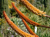 Aloe marlothii