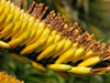 Aloe marlothii